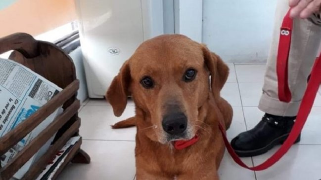 Familia devolvió a perro adoptado por insólita razón que se volvió viral