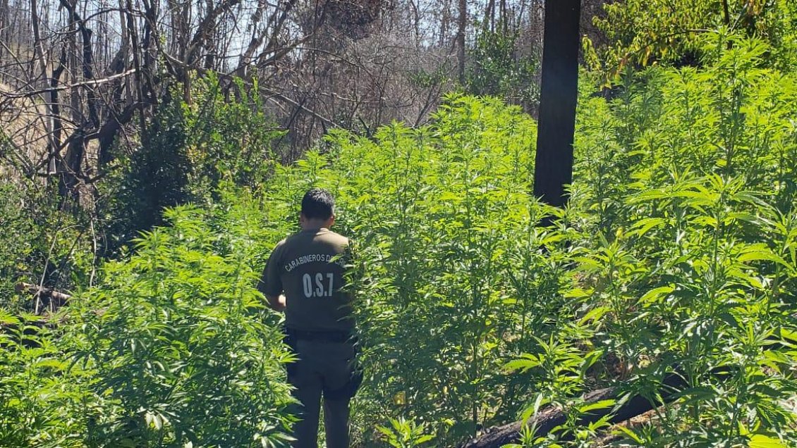 Incautan cerca de 300 de plantas de marihuana en Paredones