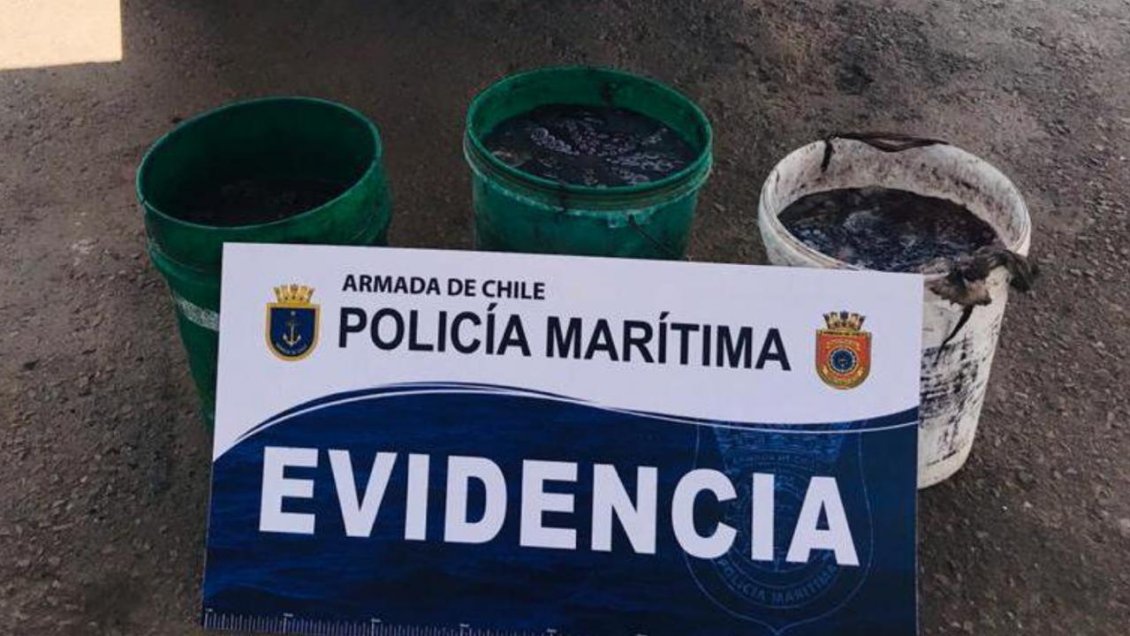 Incautan más de 55 kilos de pulpo recién extraídos desde playa Las Guaneras en Taltal