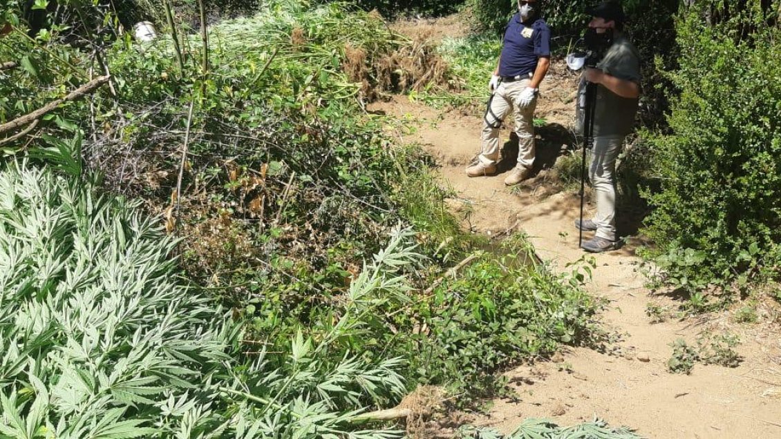 Incautan cerca de 500 plantas de marihuana en Pumanque y Mostazal
