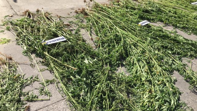 Incautan más de 1.000 plantas de marihuana en el centro de Talca
