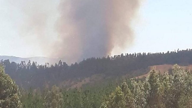 Onemi decretó alerta amarilla por incendio forestal en Pichilemu