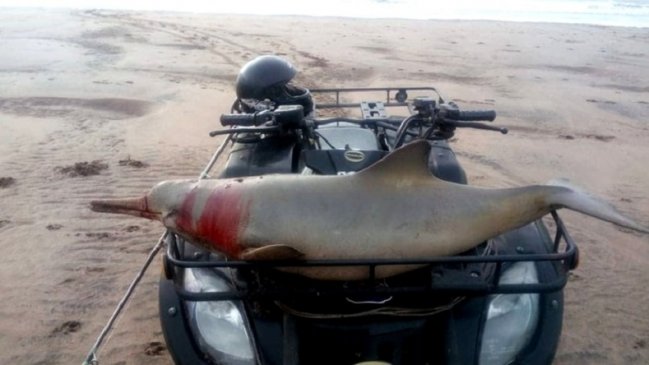 Cazó a un delfín, lo paseó por la ciudad y se lo comió