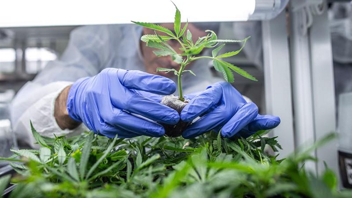 La marihuana medicinal ya es legal en Portugal