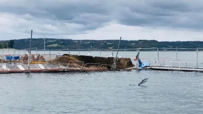 Entregaron cifras de peces escapados en empresa Ventisqueros de Chiloé