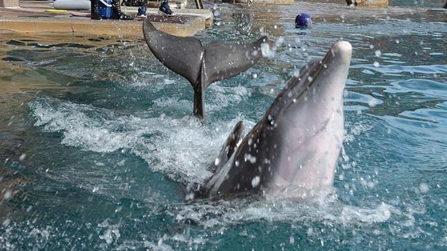 Protestan por la muerte de cuatro delfines en centro de atracciones de EEUU