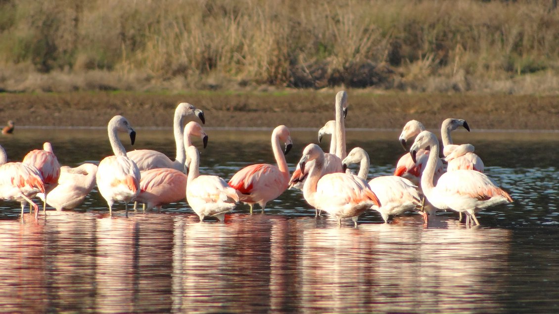 Reserva nacional El Yali cuenta con sendero educativo de aves marinas