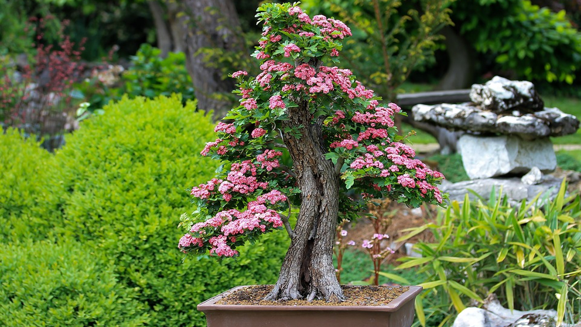Misterio en Japón: ¿Quién se está robando los bonsáis?