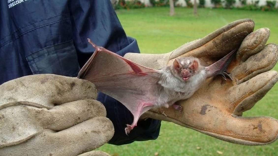 Detectan murciélago con rabia en el centro de Valdivia