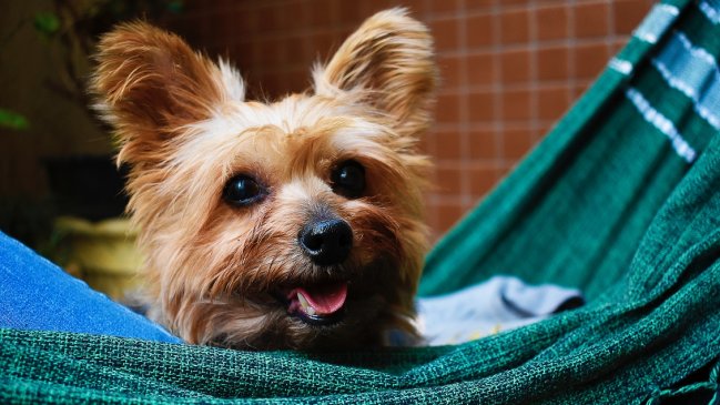 Peluche héroe: Perrito salvó a hombre de 81 años que cayó a un barranco