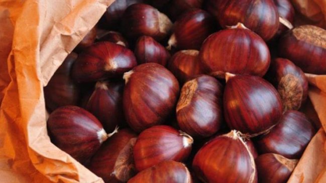 Ñuble: Inician programa de apoyo a productores de castañas y frutillas