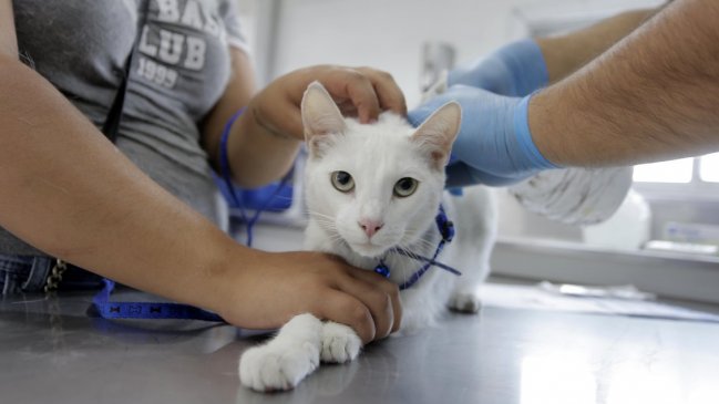 Este fin de semana vence el plazo para inscribir mascotas en registro