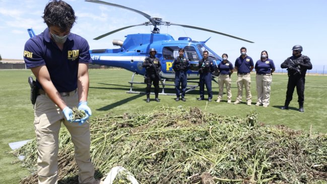 PDI ha incautado más de 36 mil plantas de marihuana este año en Coquimbo