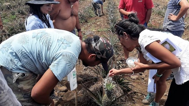 Implantan miles de chinitas en Rapa Nui para combatir plaga de chanchitos blancos