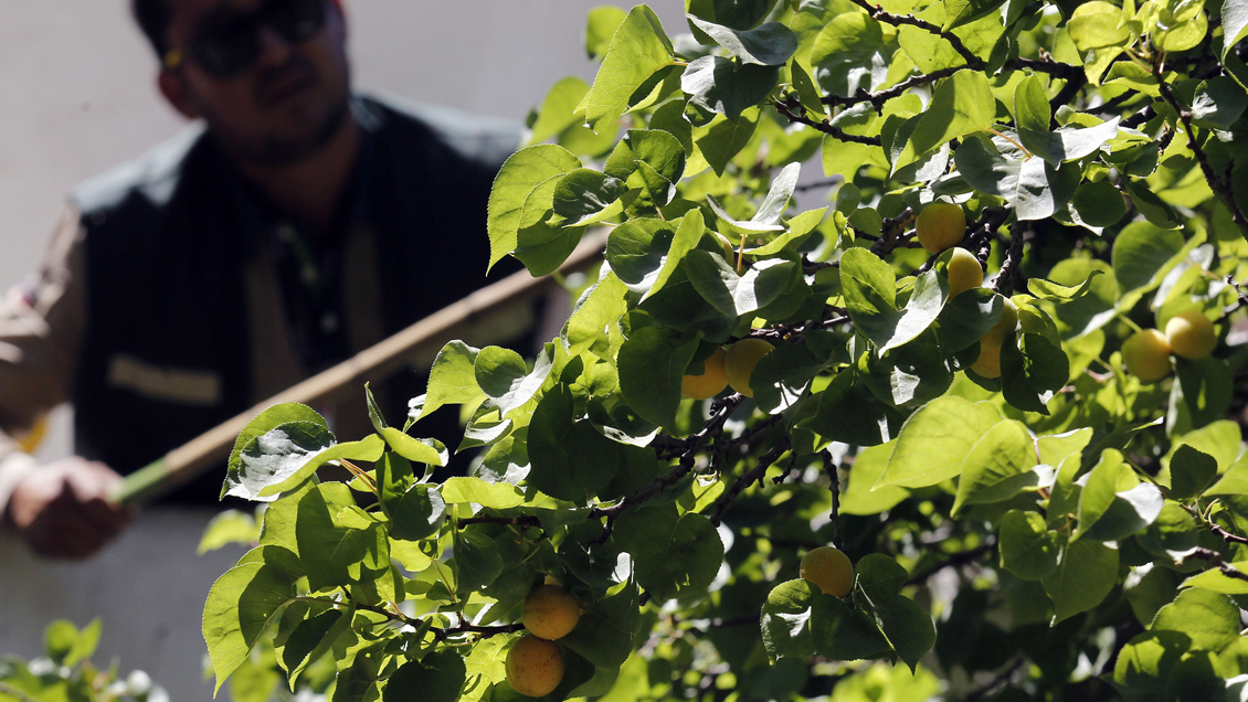 Activan plan de acción tras detectar mosca de la fruta en Renca