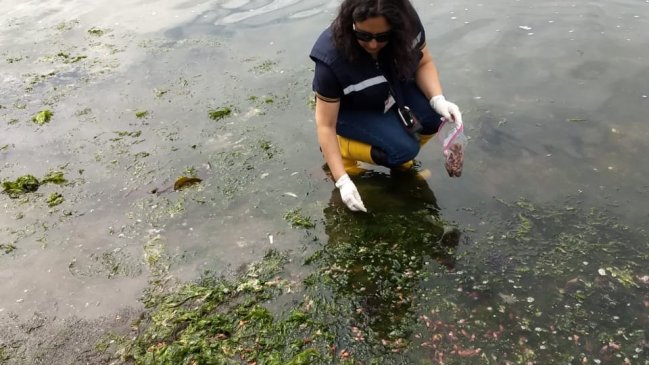 Crustáceos aparecieron varados en playa de Dalcahue