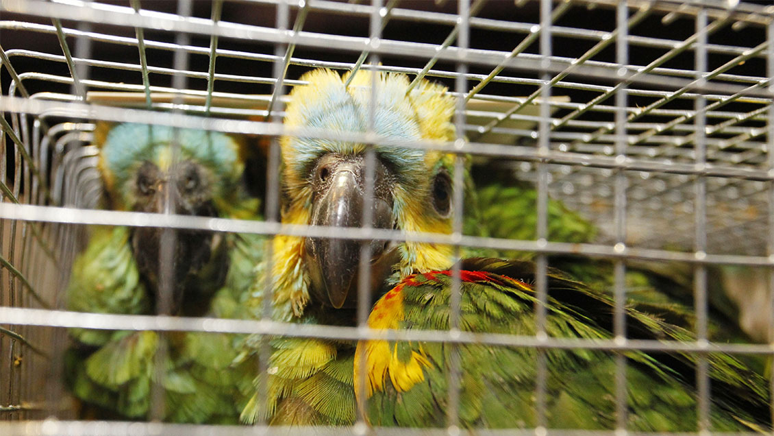 Sujeto fue detenido con 59 loros choroy que pretendía vender