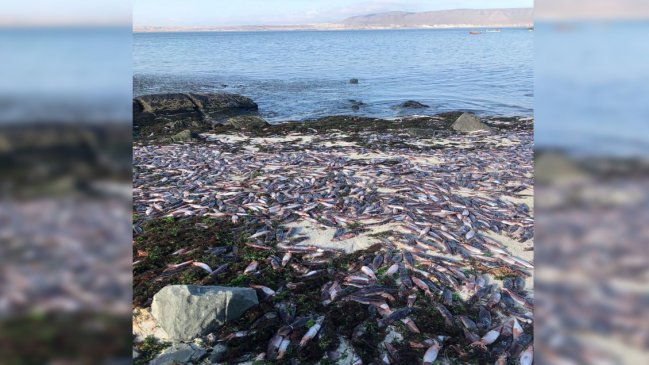 Miles de jibias aparecieron muertas en tres playas de la Región de Atacama