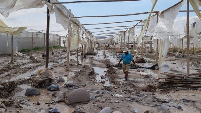 Comienza catastro de agricultores afectados por lluvias en Arica y Parinacota