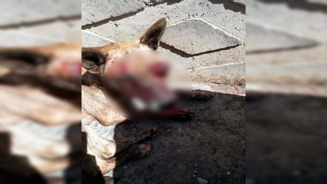 Brutal agresión a perrita en Dichato: Le arrancaron un ojo