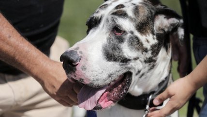   Todo sobre la Ley Cholito que comienza a regir este martes 