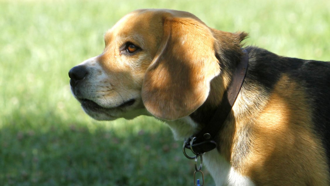 Ley Cholito: Admiten dificultades para fiscalizar inscripción de mascotas