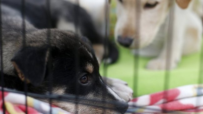 Multas pueden superar el millón de pesos: Comenzó a regir la Ley Cholito