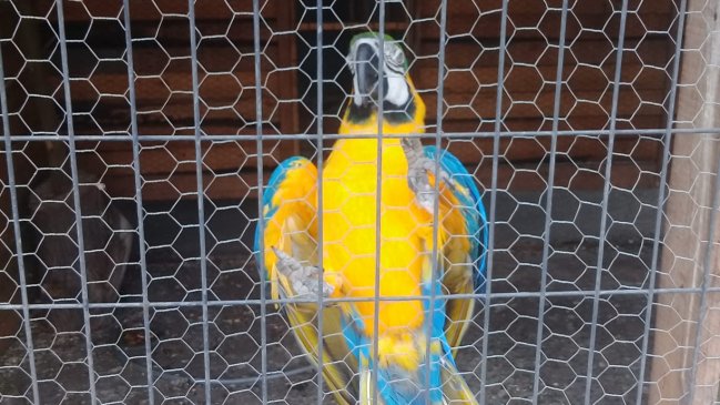 Decomisan seis aves exóticas desde domicilio en Chimbarongo