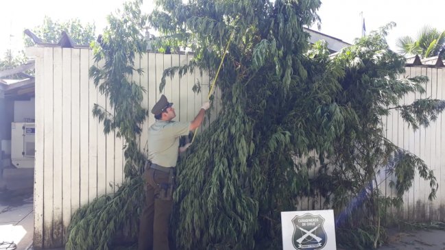 Joven fue detenido por cultivar marihuana en el antejardín de su casa