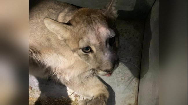 Otra vez un puma atrapado en un árbol movilizó a las autoridades
