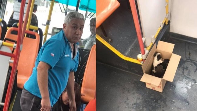 Chofer del Transantiago fue aplaudido por gesto con cachorros abandonados
