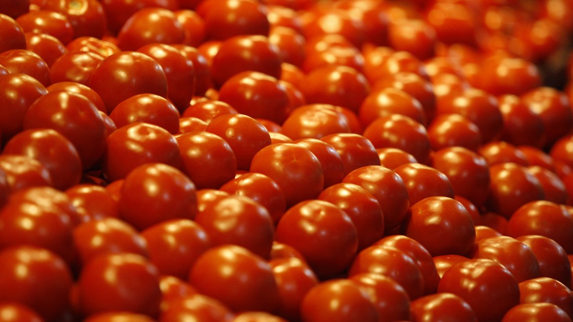 Lechugas y tomates, los cultivos más afectados por las lluvias altiplánicas en Arica