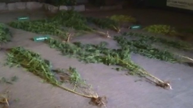 Hallan plantas de marihuana de casi tres metros de altura en una casa de Puente Alto