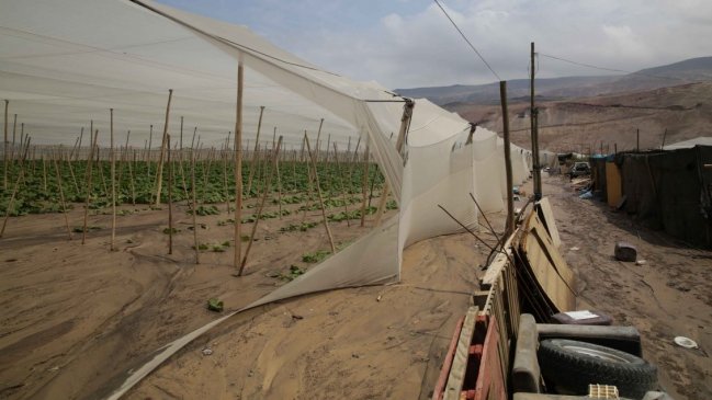 Crisis agrícola en Arica y Parinacota: Reiteran llamado para que se decrete zona de catástrofe