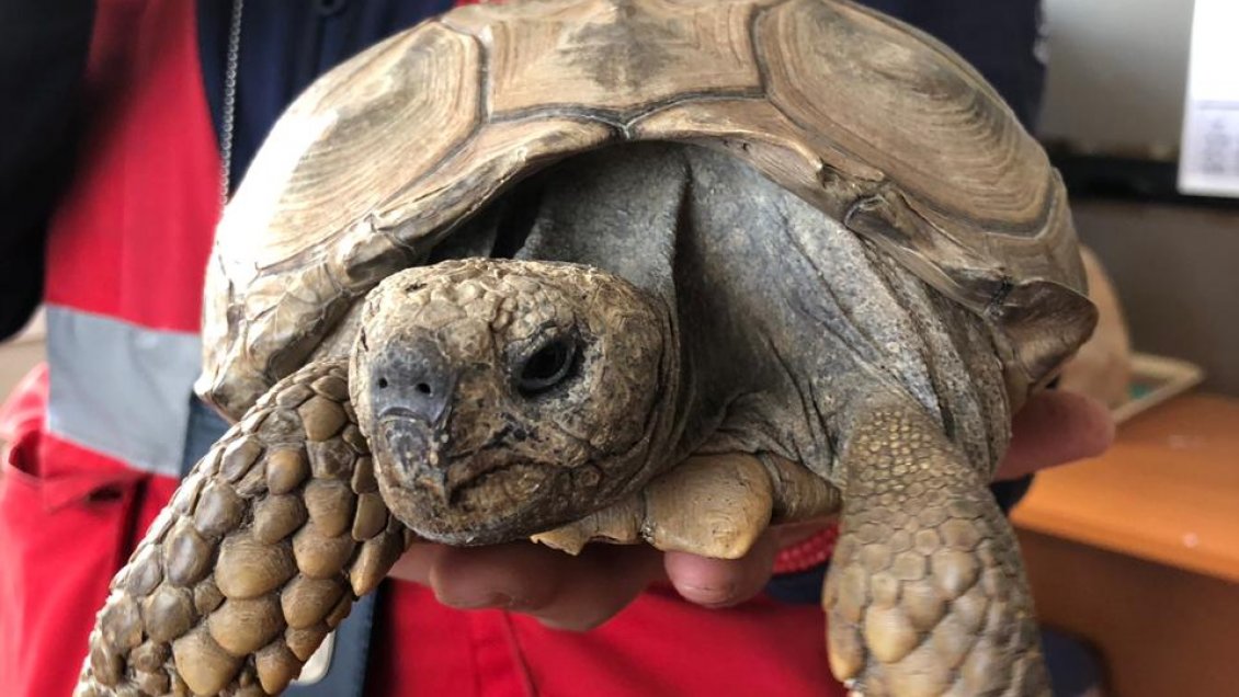 Magallanes: Tortuga fue abandonada en paso fronterizo