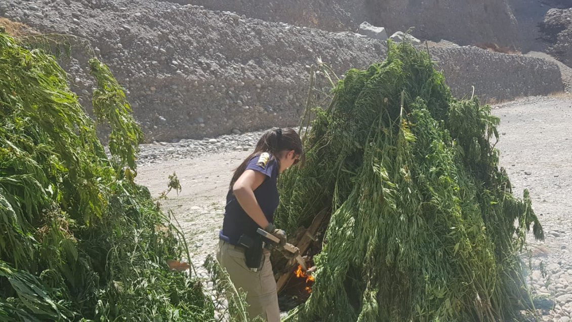Incautan cerca de 4.000 plantas de marihuana en distintas comunas de O'Higgins