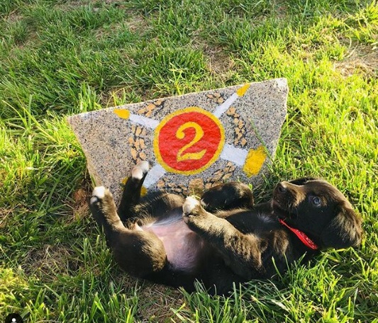 Nikita: La cachorra de Bomberos de Quilpué bautizada en honor al último mártir institucional