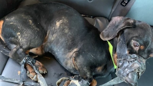 Indignante maltrato: Perrito se salvó tras pasar 12 horas congelándose en una zanja