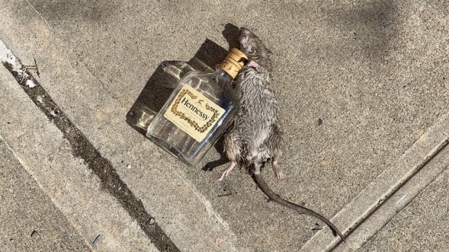 Imagen de una rata junto a botella de coñac se volvió viral