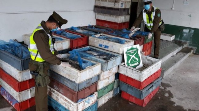 Incautan 750 kilos de merluzas descompuestas en un control carretero en Ñuble