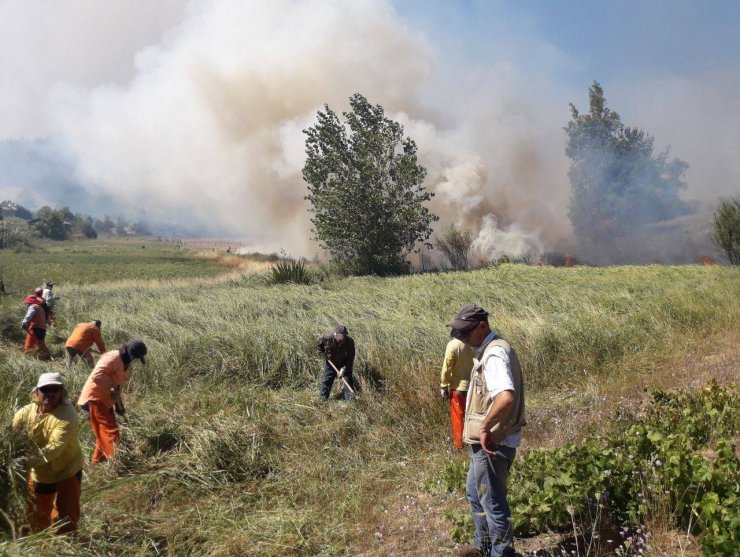 Cancelan alerta roja por incendios forestales en Coelemu y Chillán