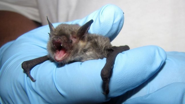 Jueces reclaman por mala infraestructura: Un tribunal chilote se llenó de murciélagos