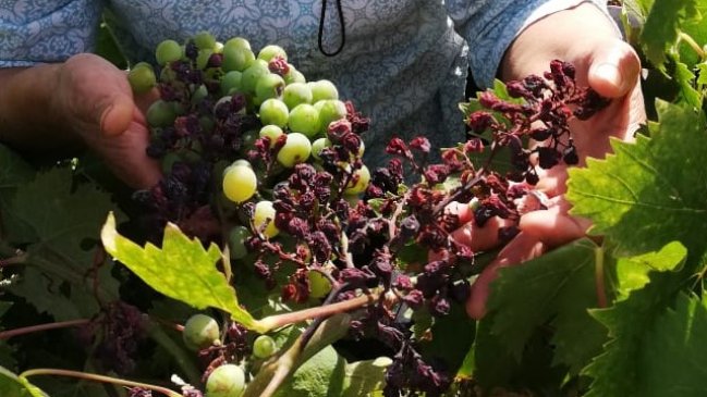 Compleja temporada de viñateros se agudiza por altas temperaturas en Ñuble