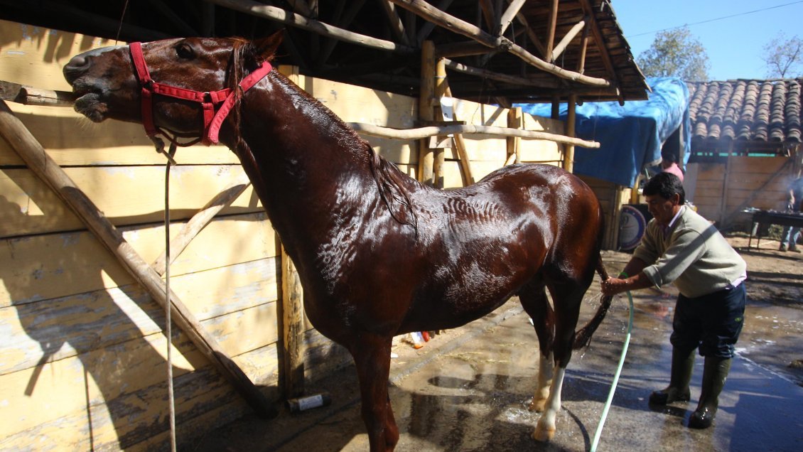 Desconocidos robaron yegua avaluada en más de 10 millones de pesos en Aysén