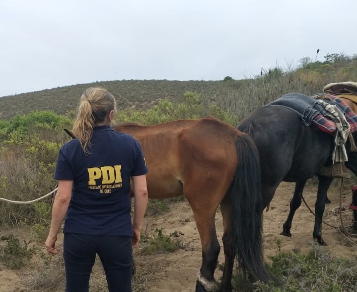 PDI investiga denuncia por caballos en malas condiciones de salud en Papudo