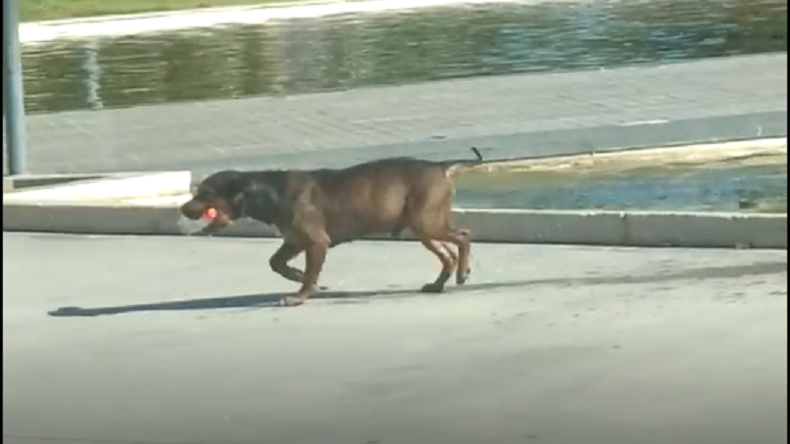 Perrito sacó aplausos por recoger la basura que los humanos dejan