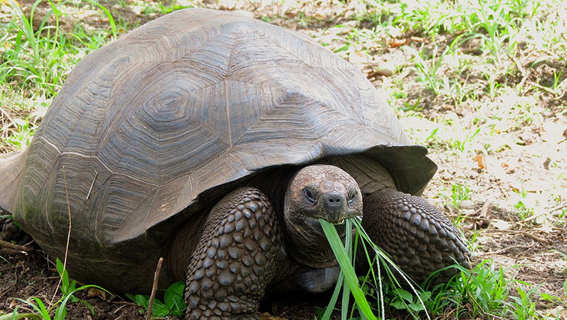 Черепахи живут 300. Галапагосская черепаха. Галапагосская слоновая черепаха. Галапагосские острова черепахи. Гигантская черепаха (Testudo gigantea).