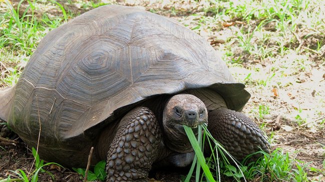 Tortuga marina gigante que se creía extinta apareció después de un siglo en Ecuador