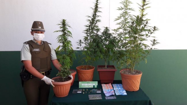 Carabineros detuvo a pareja y decomisó siete plantas de marihuana desde su domicilio