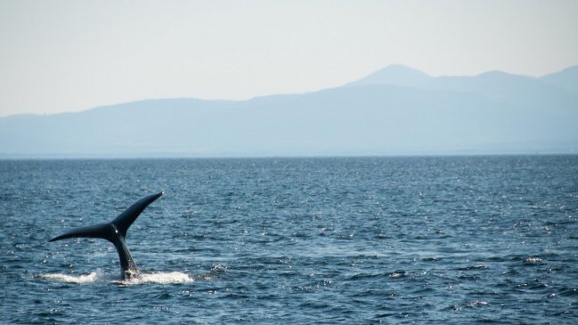 Detectan químico tóxico en ballenas azules chilenas